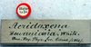 CollectionObject 1517478; 18f1e865-ef63-4592-8e0f-982a166072ef: labels (holotype). (CollectionObject).