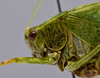 male head and pronotum, lateral view. Depicts CollectionObject 1593832; bd254ab3-0e95-4a85-8e85-86a3ea961c9f, a CollectionObject.