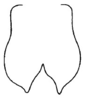 Decma (Decma) tristis Gorochov & Kang, 2005: Fig. 7. female subgenital plate, ventral view. (Otu).