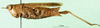 CollectionObject 1501378; 44ef95e3-f51f-41ec-a481-79255d03d035: female, lateral view (holotype). (CollectionObject).