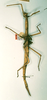 CollectionObject 1558904; 9c70b5fc-dea5-48a6-8475-c1253c11dde2: copyright RMNH, Leiden. female (holotype). (CollectionObject).