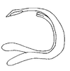 Aedeagus, lateral view on Pseudocostanana santana (DeLong & Wolda, 1983): Male: aedeagus, lateral view. (Observation).