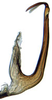 Aedeagus, lateral view: Hecalus viridis, aedeagus, laterally (INHS). (Observation).