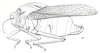 Peringueyacris namaqua (Péringuey, 1916): Fig. 25.1. male (body length 25-26 mm, pronotum 12.4-12.5 mm, tegmina 25-26 mm). (Otu).
