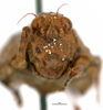 CollectionObject 1568269; 2fe9847a-e018-4082-9f8e-8886234fbf53: male, frontal view. (CollectionObject).