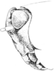 Tettigidea armata Morse, 1895: Fig. 188. female, head, lateral view. (Otu).