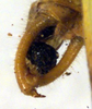 CollectionObject 1500719; b21d9629-82c1-4f68-8b2f-8f311b119cd2: male cerci (lectotype). (CollectionObject).