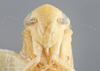 Head: !! display not done !! on Chlorotettix nudatus Ball, 1900: (Observation).