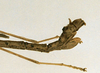 CollectionObject 1562074; fea7eec0-02b8-432a-9e89-75785e349a3c: copyright NHRS, Stockholm. male: end of abdomen, lateral view (holotype). (CollectionObject).