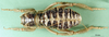 CollectionObject 1500724; 7da4fbbd-b8ea-4998-8bfd-965977538d90: female, dorsal view (holotype). (CollectionObject).