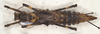 CollectionObject 1577050; 81ec4be9-24a2-4bfe-8abb-df410298d484: copyright ZIN St. Petersburg. female, dorsal view (paratype). (CollectionObject).;CollectionObject 1577051; 4cf9588e-6dd4-4039-86a3-4a6a7c57cbb0: copyright ZIN St. Petersburg. female, dorsal view (paratype). (CollectionObject).