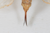 CollectionObject 1505773; a9a2bdcf-6f7e-47c1-88a6-003d3d71616d: female, ventral view (holotype). (CollectionObject).