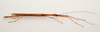 CollectionObject 1934838; 0c2d51a9-a26a-4db0-8a21-8b12e8b8f582: male, lateral view (holotype). Francis Seow-Choen's photos, copyright MZB. (CollectionObject).