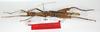 CollectionObject 1562188; 23e1f5ff-d459-4f63-a4d2-44bfb749f7a8: copyright ZMB, Berlin. male, lateral view (holotype). (CollectionObject).