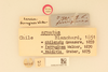 CollectionObject 1475091; 09d7d426-6c6f-4dde-bd3b-895bb7685670, NHMUK015982148: labels (holotype of Lencica ferruginea). (CollectionObject).