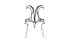 Dichromatos lilloanus (Liebermann, 1948): Fig. 9W. distal portion of aedeagus, ventral view. (Otu).