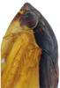 Head on Pseudocostanana piraquarensis (Domahovski & Cavichioli, 2023): Male holotype [DZUP]: head, pronotum and mesonotum, lateral view. (Observation).