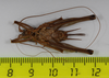 CollectionObject 1583544; 93887391-aeb6-4fa1-a290-fb73086eb7c5: female, ventral view (paratype). (CollectionObject).