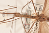 CollectionObject 1558938; 6105b0e8-f12f-4716-b106-0999b90f2af6: copyright OUMNH. female: head & thorax, dorsal view of Necroscia styligera (holotype). (CollectionObject).