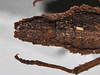 CollectionObject 1558289; NHMUK(SF IMPORT DUPLICATE) BMNH(E)845354, e1c4632b-fddb-4395-82e7-489e6398b8c9: copyright Natural History Museum, London. female: end of abdomen, ventral view (holotype). (CollectionObject).