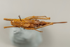 CollectionObject 1499552; 1d0d63ce-255d-4294-ae4d-6189b32e3396: Female, dorsal view (allotype). (CollectionObject).