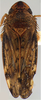 Habitus, dorsal view on Coarctana asymmetrica Domahovski & Cavichioli, 2023: Male holotype [DZUP]: habitus, dorsal view. (Observation).