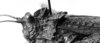 CollectionObject 1575374; 8793afd4-047f-4a3a-810d-46b661160fb1: Image Carbonell, C.S. male head and pronotum, lateral view (Ommexecha sommeri). (CollectionObject).