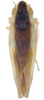 Habitus, dorsal view on Erythridula rufostigmosa (Beamer, 1930): Habitus (E. rufostigmosa var. subnubila Beamer, OSU collection). (Observation).
