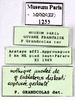 CollectionObject 1587297; MNHN(SF IMPORT DUPLICATE) MNHN-EP-EP1255, 7e8031de-c79e-4ec9-9acb-ca8e6e5df27a: CC BY-NC-ND 4.0/MNHN - Depraetere Marion - 2014. Non type, sex unknown. Specimen number: MNHN-EP-EP1255. http://coldb.mnhn.fr/catalognumber/mnhn/ep/ep1255. (CollectionObject).