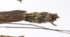 CollectionObject 1590115; e3aaa19d-a06f-40a0-b155-68df1664a497: copyright Oskar Conle. male: end of abdomen, dorsal view (paratype). (CollectionObject).