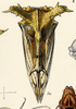 Habitus, dorsal view: !! display not done !! on Smerdalea horrescens Fowler, 1896: (Observation).