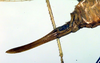 CollectionObject 1502098; 7ac70547-434c-41fd-8aa1-e9e3eff701d0: ovipositor (syntype). (CollectionObject).