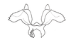 Costalimacris neotropica Carbonell & Campos Seabra, 1988: Fig. 7. cingulum, dorsal view. (Otu).