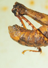 CollectionObject 1498705; c17090d7-5ef8-4672-a32b-f6e027c7f5c6: male adomen tip, lateral view. (CollectionObject).