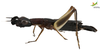 CollectionObject 1849125; Unioeste Cascavel K-0541, 60ae377c-1c26-4577-b052-3eb587feb91d: (CollectionObject).