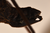 CollectionObject 1558327; 45bf53db-00d5-45bb-a9c7-959fe31a0a00: copyright OUM. female: end of abdomen, lateral view (holotype). (CollectionObject).