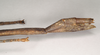 CollectionObject 1563479; NHMUK(SF IMPORT DUPLICATE) 845013, a98e78f0-0d25-4a81-bc07-04271a0eca8b: copyright Natural History Museum, London. female: end of abdomen, lateral view (holotype). (CollectionObject).