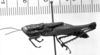 CollectionObject 1530587; 54a727c5-43b3-4c95-bca0-6bf769784105: Image Carbonell, C.S. female, lateral view (holotype). (CollectionObject).