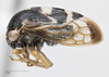 Habitus, lateral view: !! display not done !! on Cyrtolobus togatus Woodruff, 1924: (Observation).