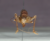 CollectionObject 1565986; 0e30e9d1-8b84-4994-8a7d-fb1ac4581048: female, caudal view (holotype). (CollectionObject).