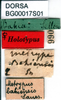 CollectionObject 1476813; ddb6d3a2-f92d-4f7b-9bc7-e2699550e66c, DORSA BG00017S01: labels (holotype). (CollectionObject).