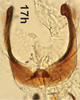 Anal tube processes on Bretega quinispiverpa Stiller, 2017: Anal tube process, dorsal view (from Riebeeck East). (Observation).