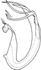 Aedeagus, lateral view on Eurhadina (Singhardina) variegata Dworakowska, 2002: Aedeagus, lateral view. (Observation).