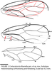 Cretacetrocta libanella Hakim & Azar, 2024: (Otu).