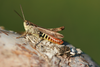 Omocestus (Dirshius) haemorrhoidalis haemorrhoidalis (Charpentier, 1825): male (Germany, Middle Franconia, Heuchling). (Otu).