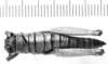 CollectionObject 1526824; 31472076-547c-427c-95ef-5b9bac53a247: male, dorsal view. (CollectionObject).