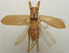 CollectionObject 1567106; dfbf65a1-dece-4b28-bbdb-77bd9f2c1b07: male, dorsal view (lectotype). (CollectionObject).