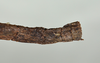 CollectionObject 1561270; USNM(SF IMPORT DUPLICATE) 7350, 80ce10ec-7dc9-4d1b-a654-36c3a552b2ad: copyright USNM, Washington. (CollectionObject).