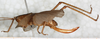 CollectionObject 1532827; 6f2e9492-333f-4825-9e4f-915c5674253c: female, lateral view. (CollectionObject).