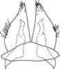 Subgenital plate, ventral view on Bretega furciverpa Stiller, 2017: Pygofer ventral appendages, ventral view. (Observation).